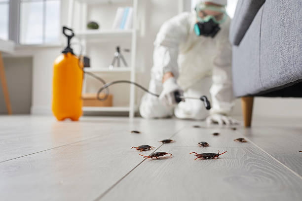 Commercial Kitchen Cockroach Control in Tres Arroyos